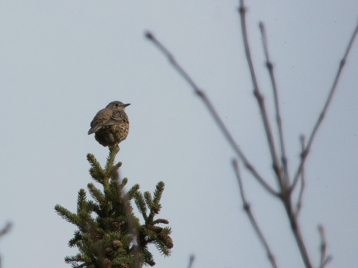 Grive draine - ML644741487