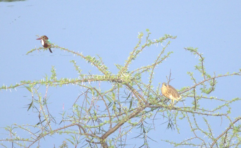 Paddyreiher - ML644741498