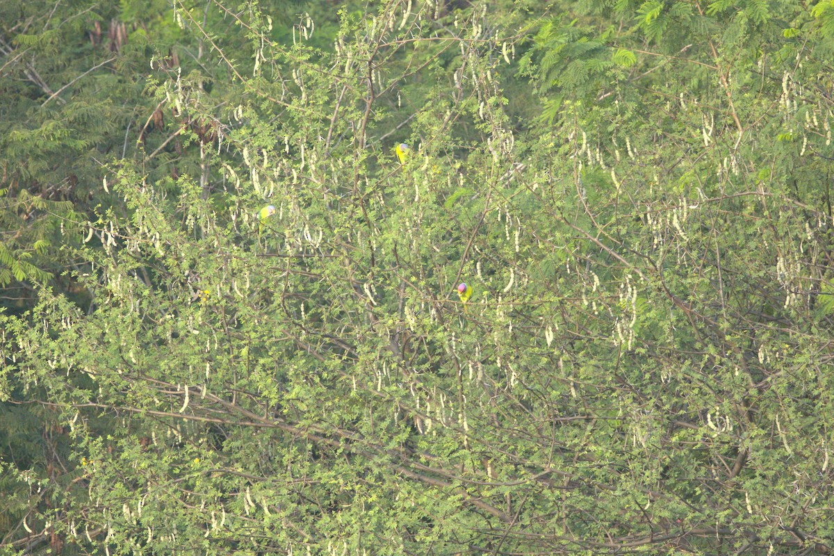 Erik Başlı Yeşil Papağan - ML644741504