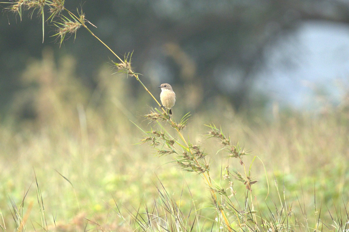 bramborníček sibiřský - ML644741514