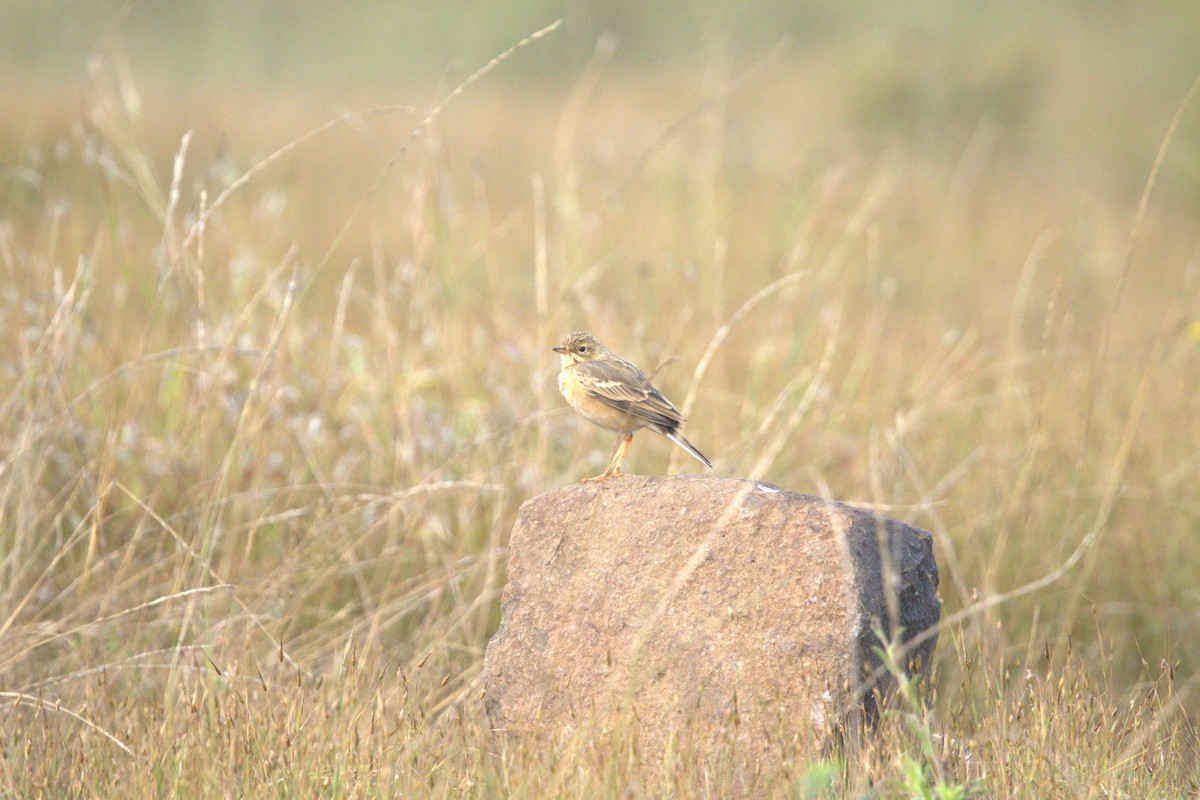 Paddyfield Pipit - ML644741517
