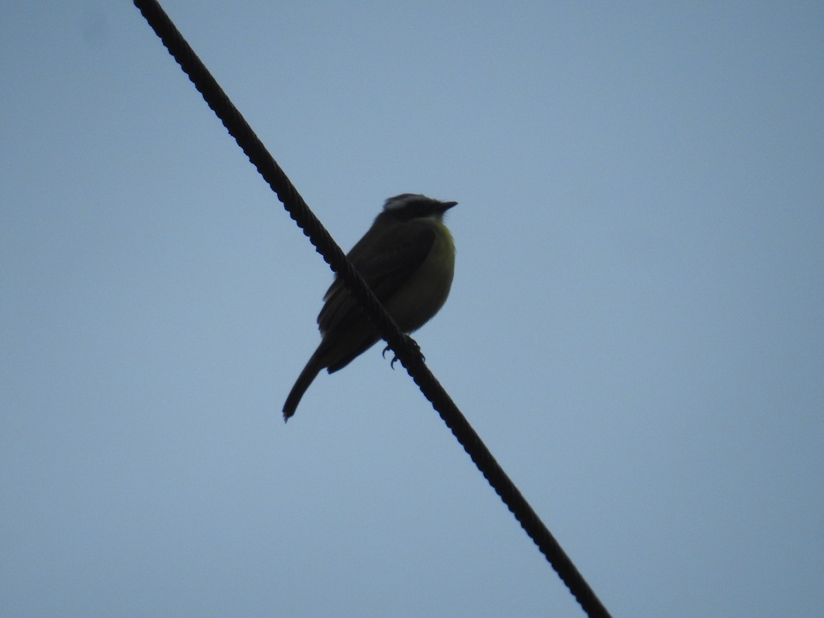 Sosyal Tiran - ML644741554