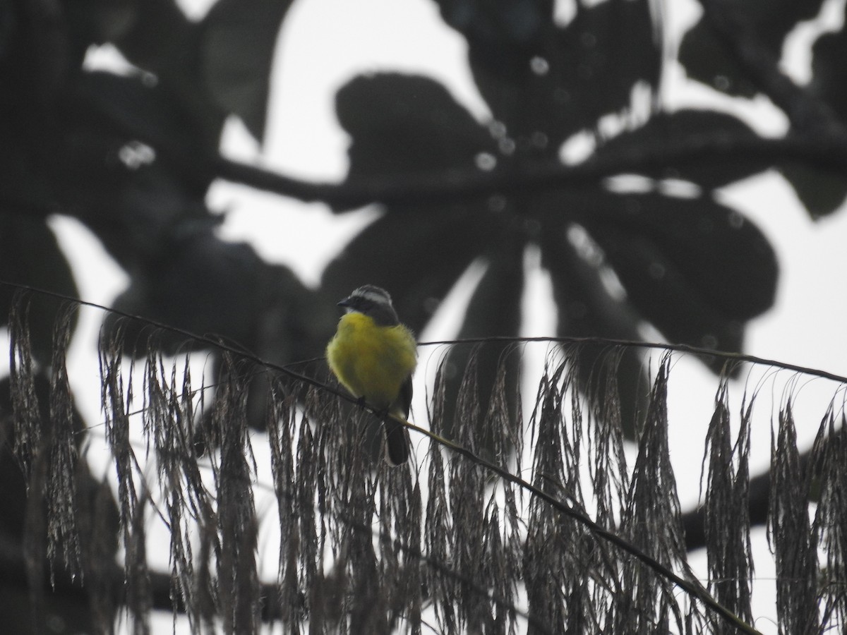 Sosyal Tiran - ML644741555