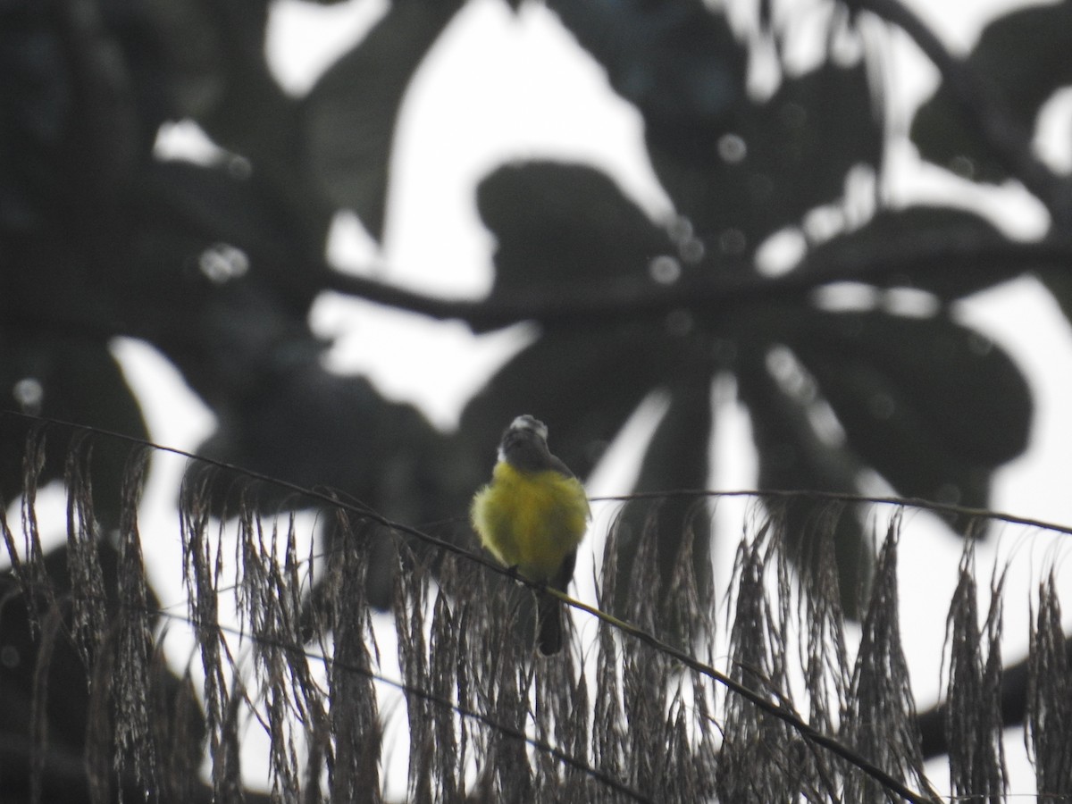 Sosyal Tiran - ML644741556