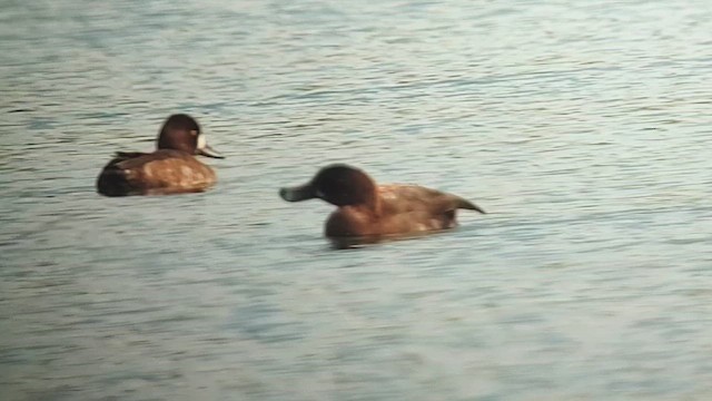 スズガモ - ML644741575