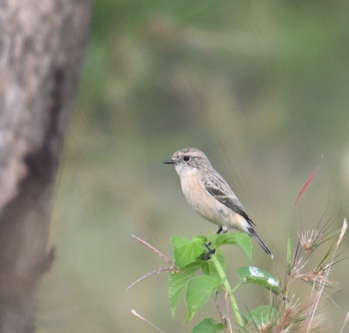 bramborníček sibiřský - ML644741584