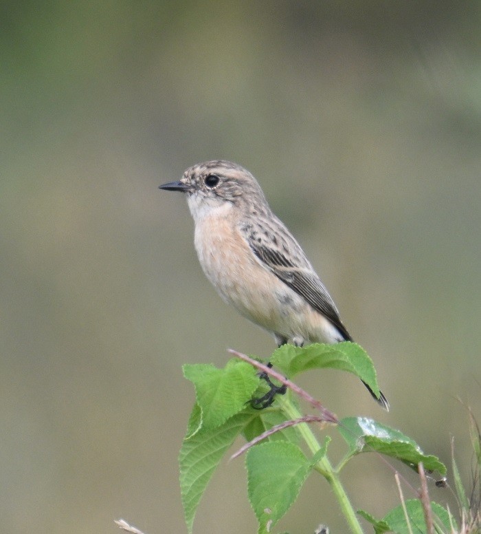 bramborníček sibiřský - ML644741585