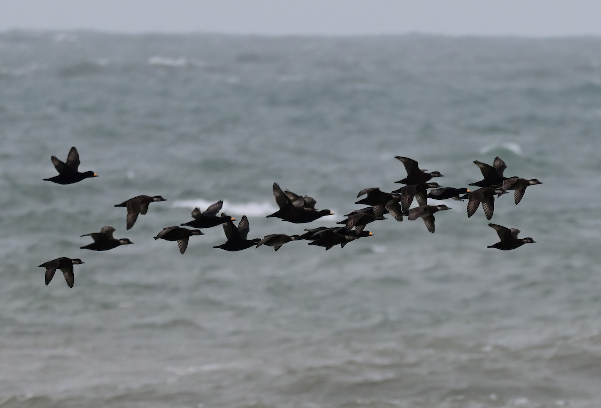 Amerika Kara Ördeği - ML644741600