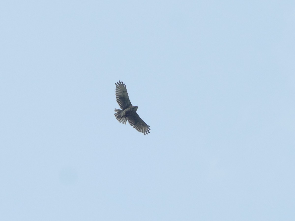 Hawaiian Hawk - ML644741604