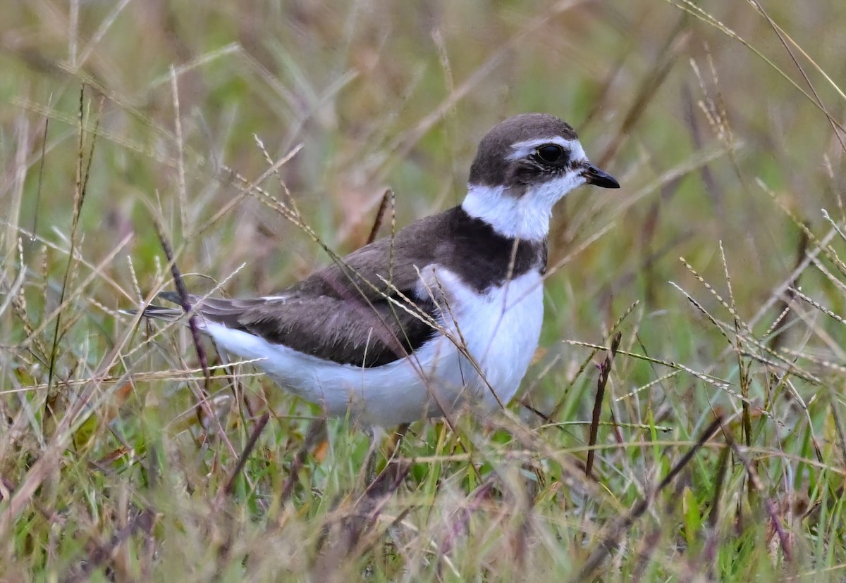 Semipalmated Plover - ML644741613