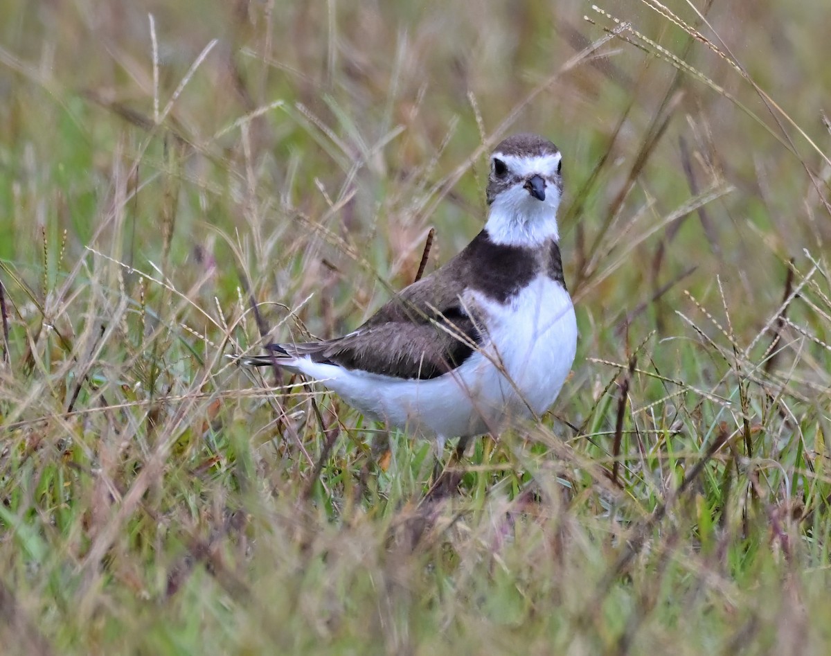 Semipalmated Plover - ML644741614