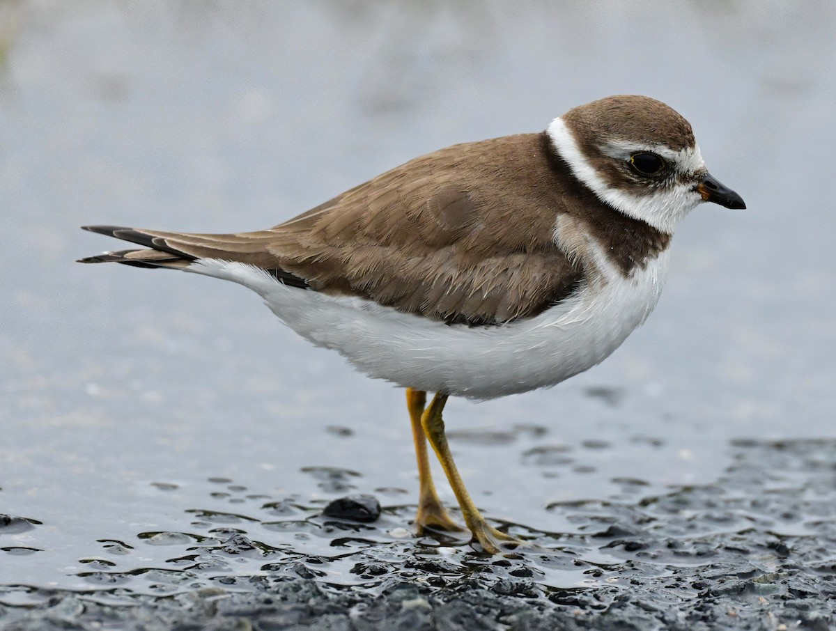 Semipalmated Plover - ML644741615