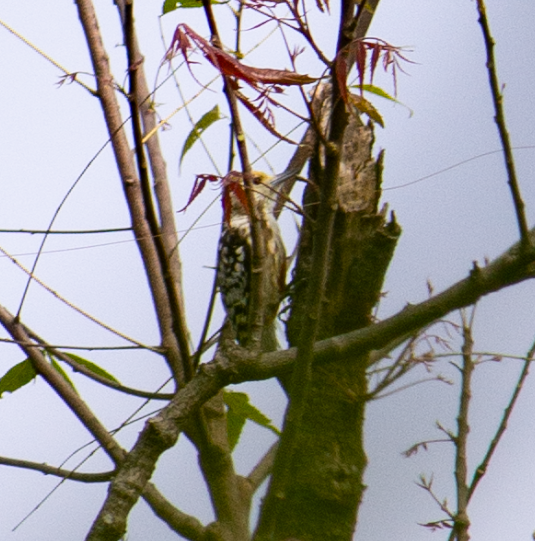 ildkronespett - ML644741635