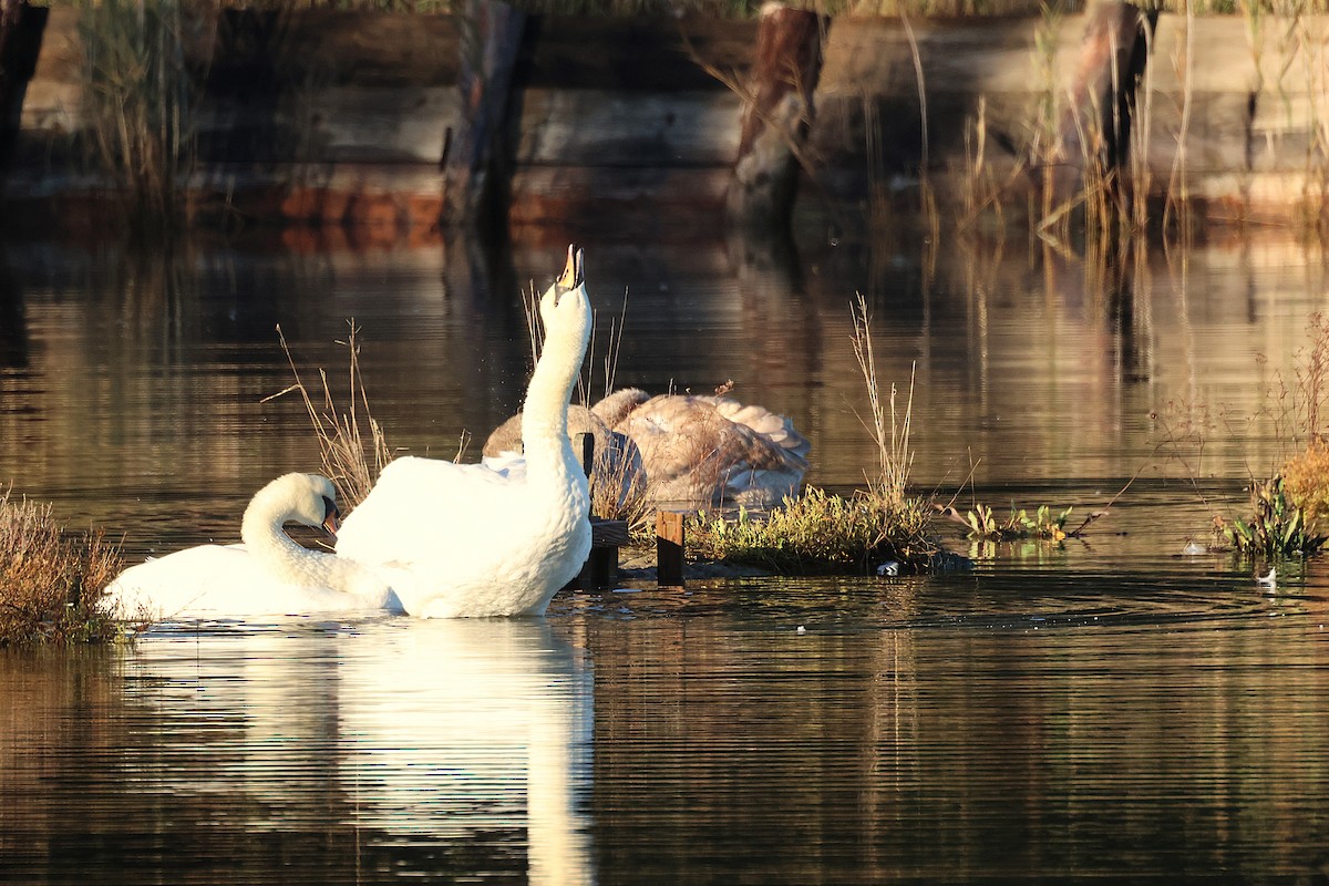 labuť velká - ML644741641