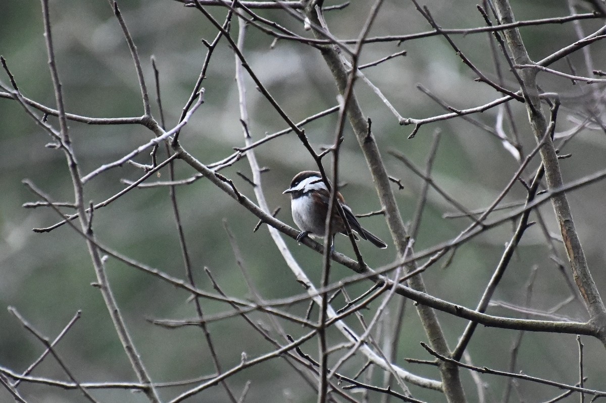 Chestnut-backed Chickadee - ML644741642