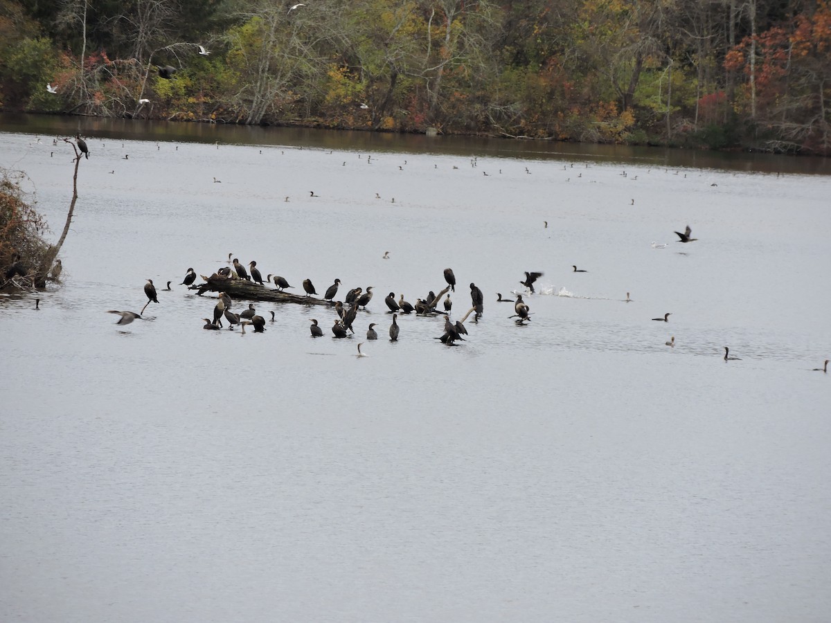 Double-crested Cormorant - ML644741664