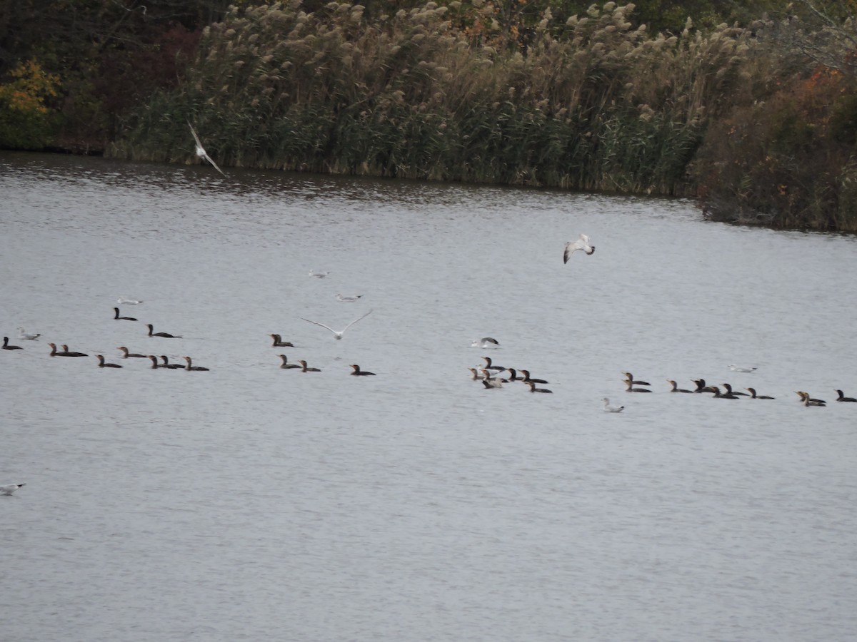 Double-crested Cormorant - ML644741666