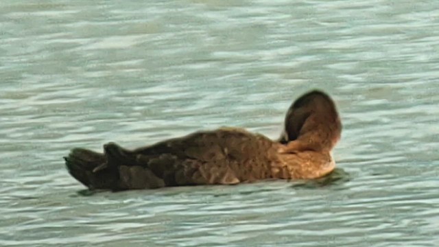 Lesser Scaup - ML644741669