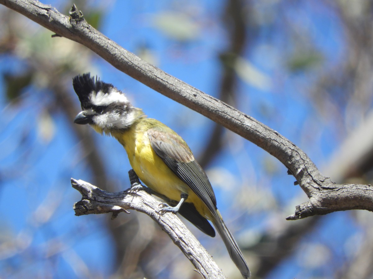 Eastern Shrike-tit - ML644741676