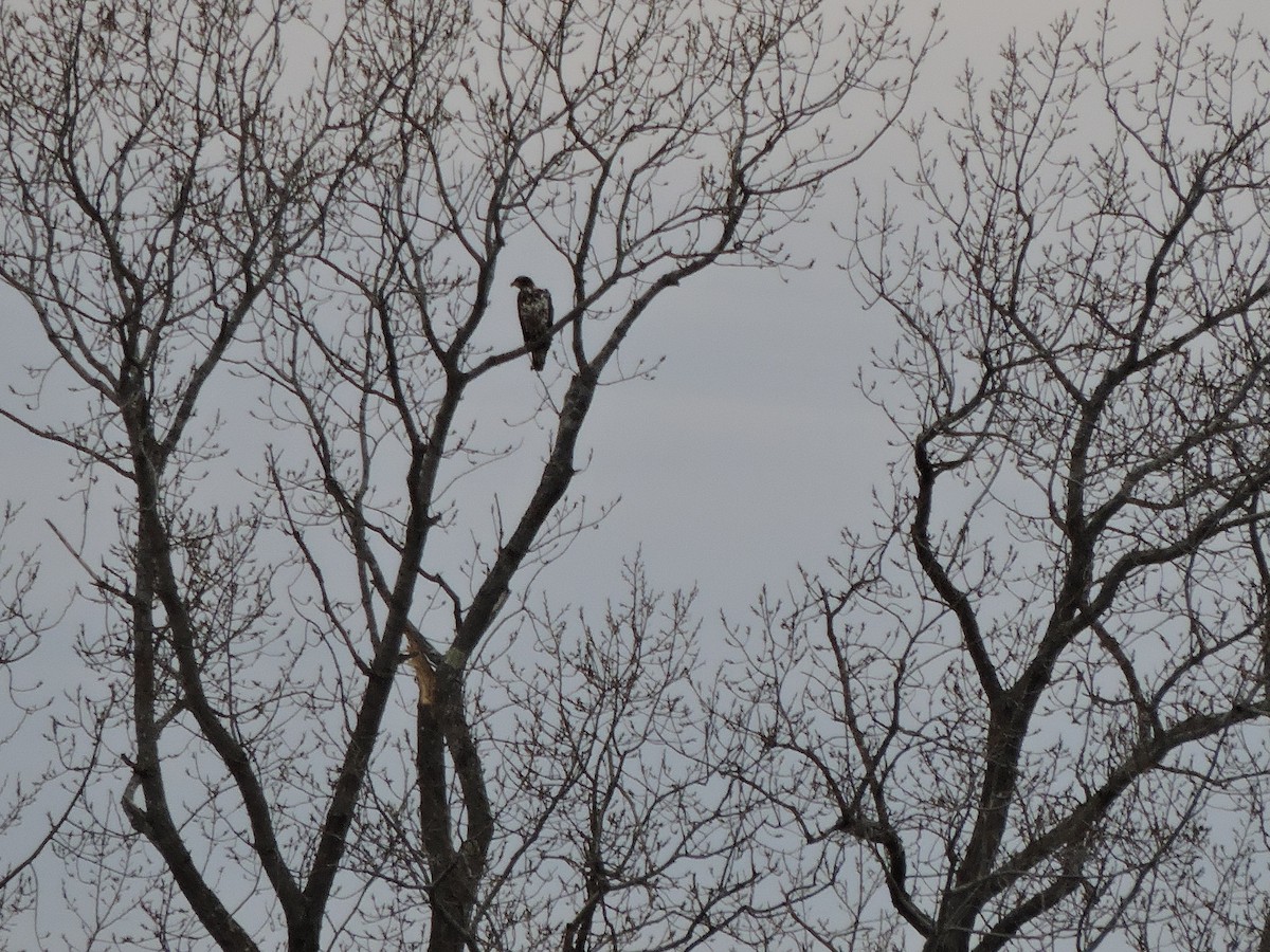 Pygargue à tête blanche - ML644741679