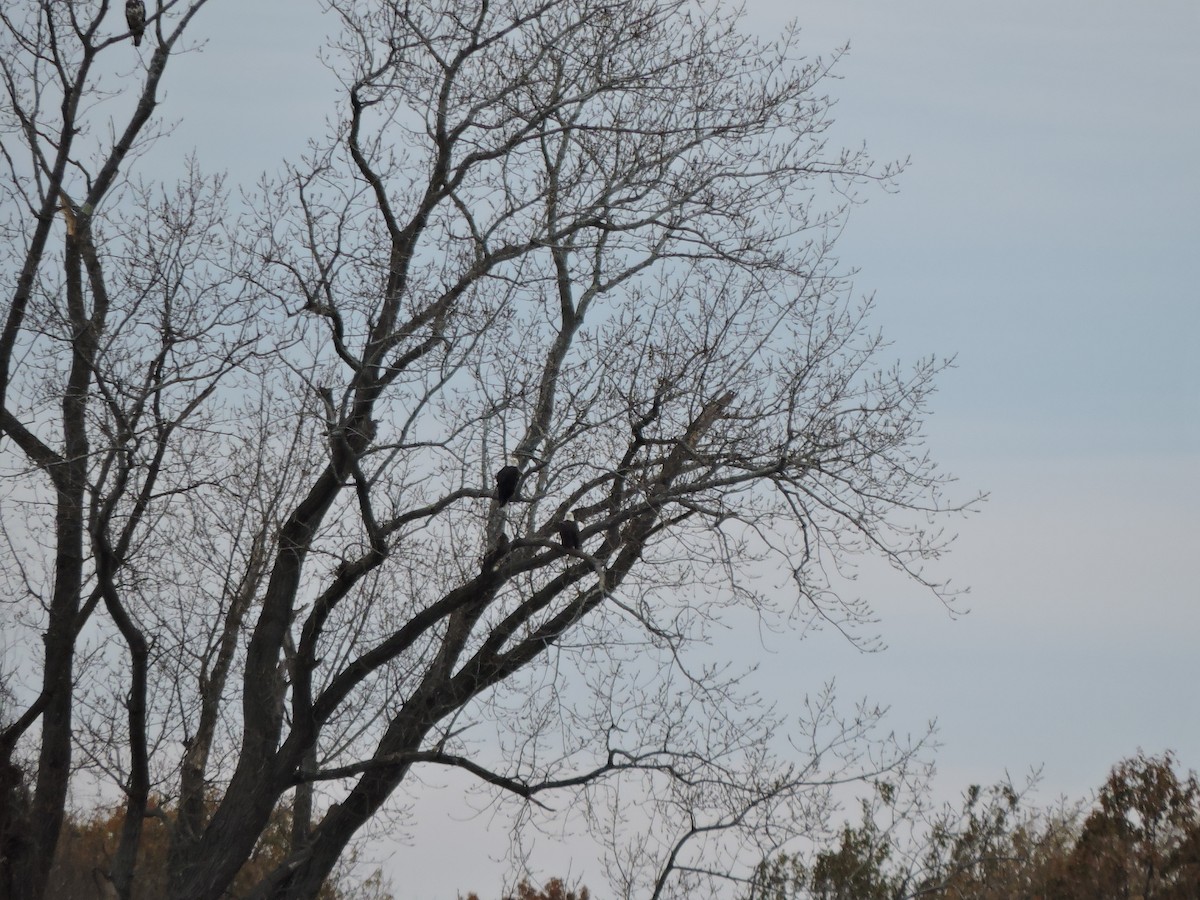 Pygargue à tête blanche - ML644741682