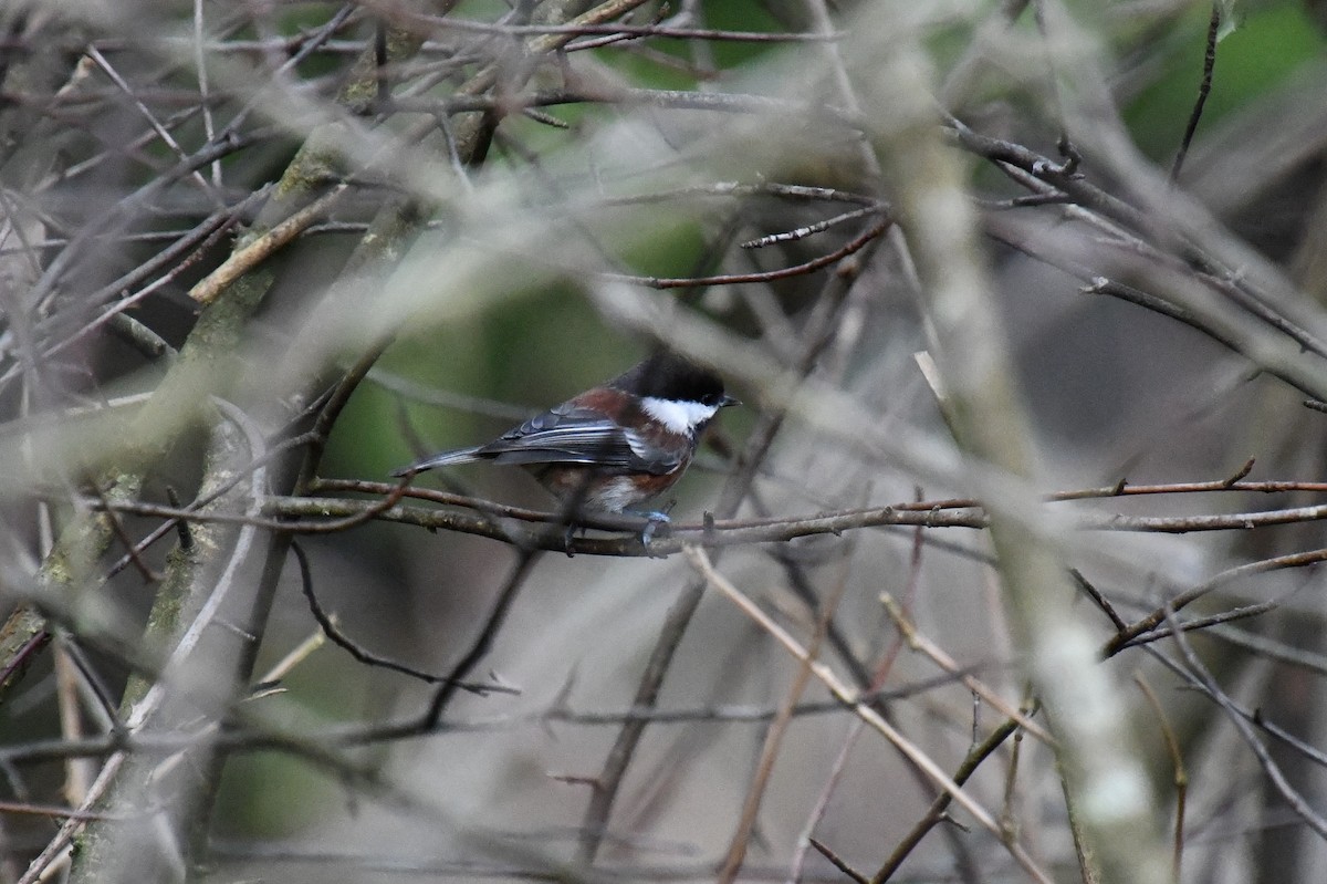 Chestnut-backed Chickadee - ML644741684