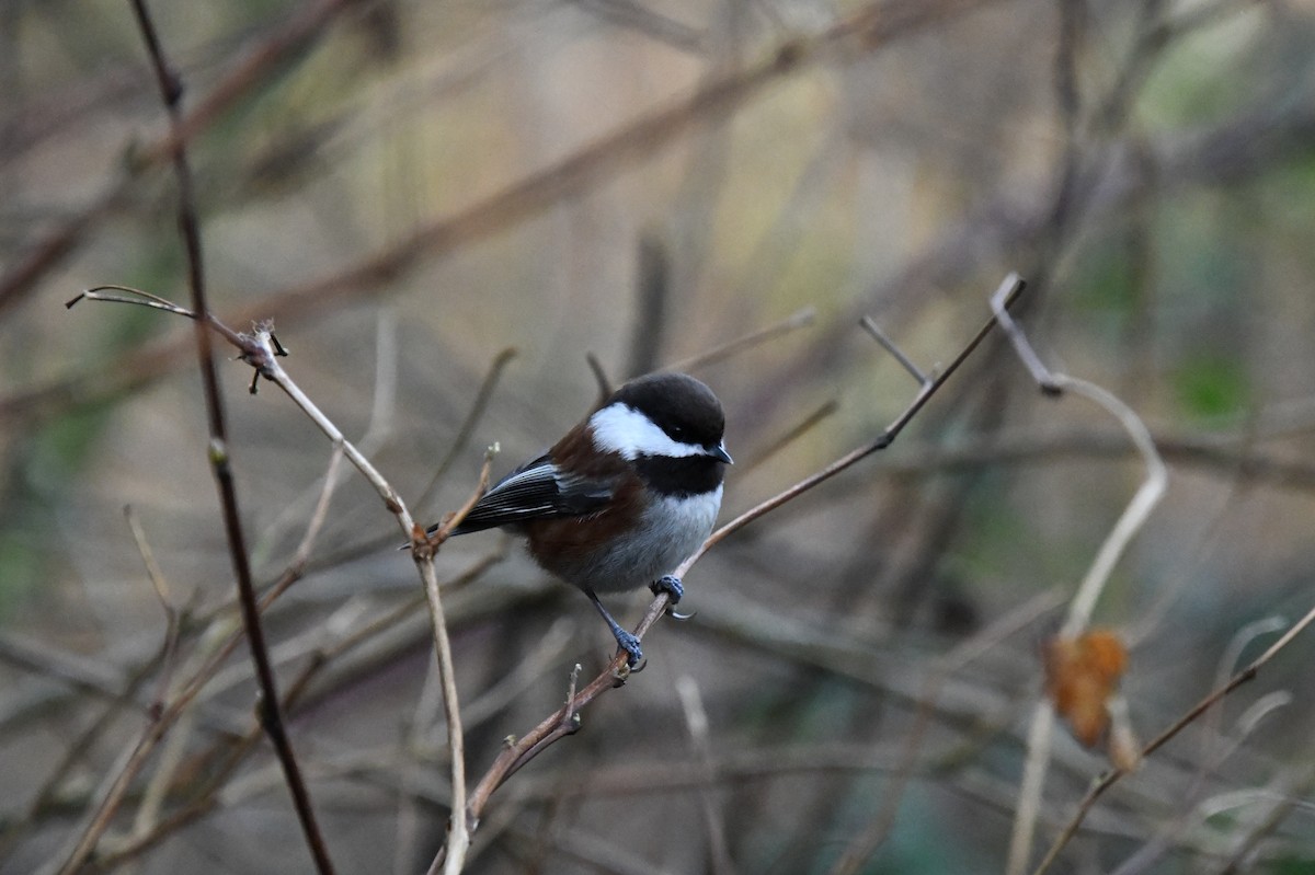 Chestnut-backed Chickadee - ML644741685