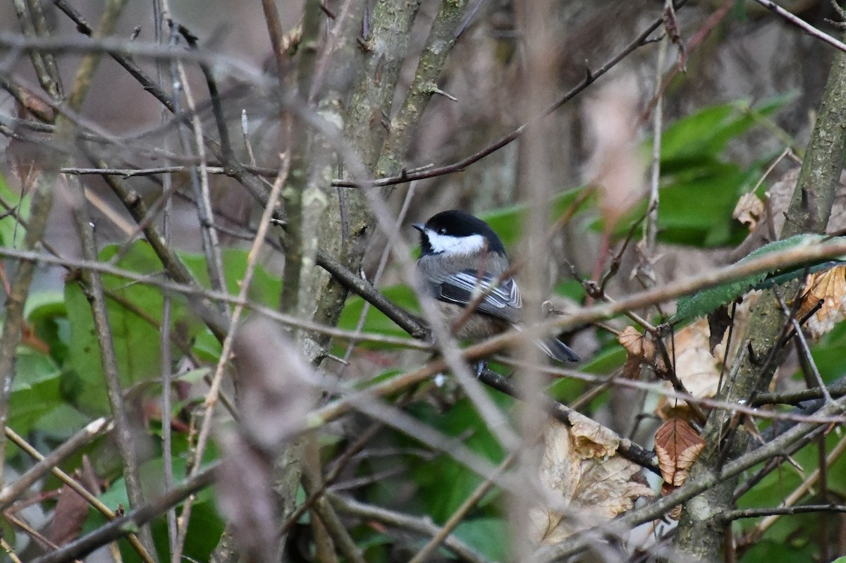 Black-capped Chickadee - ML644741686