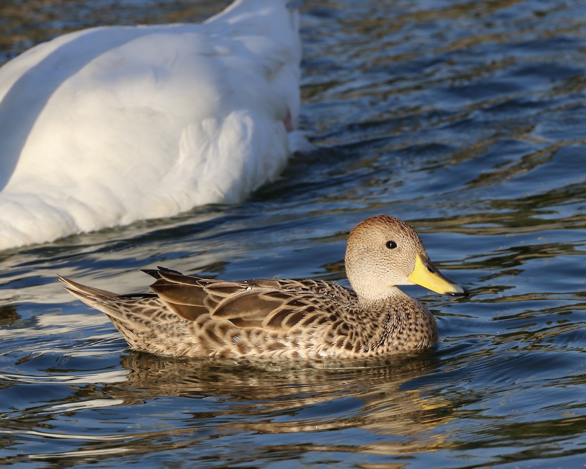 Шилохвіст жовтодзьобий - ML644741696
