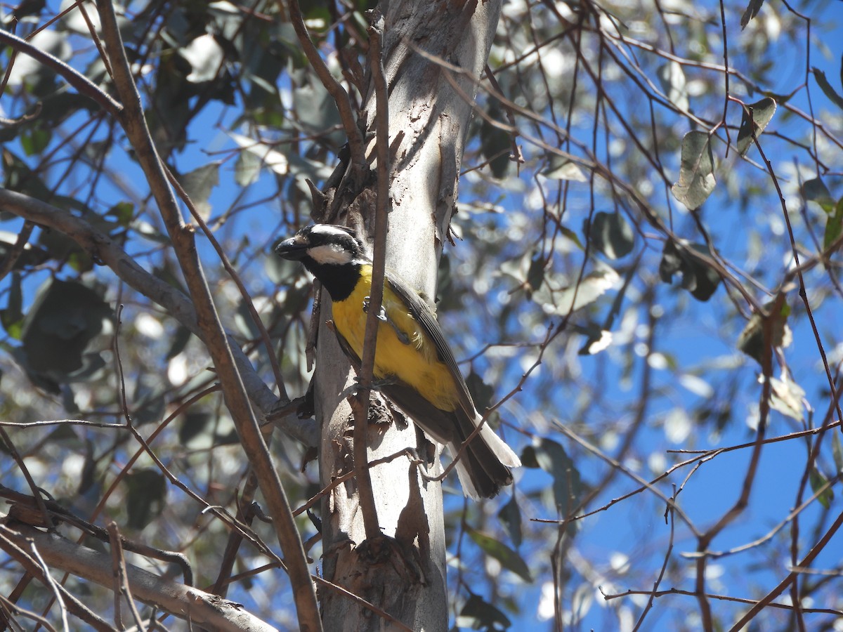 Eastern Shrike-tit - ML644741699