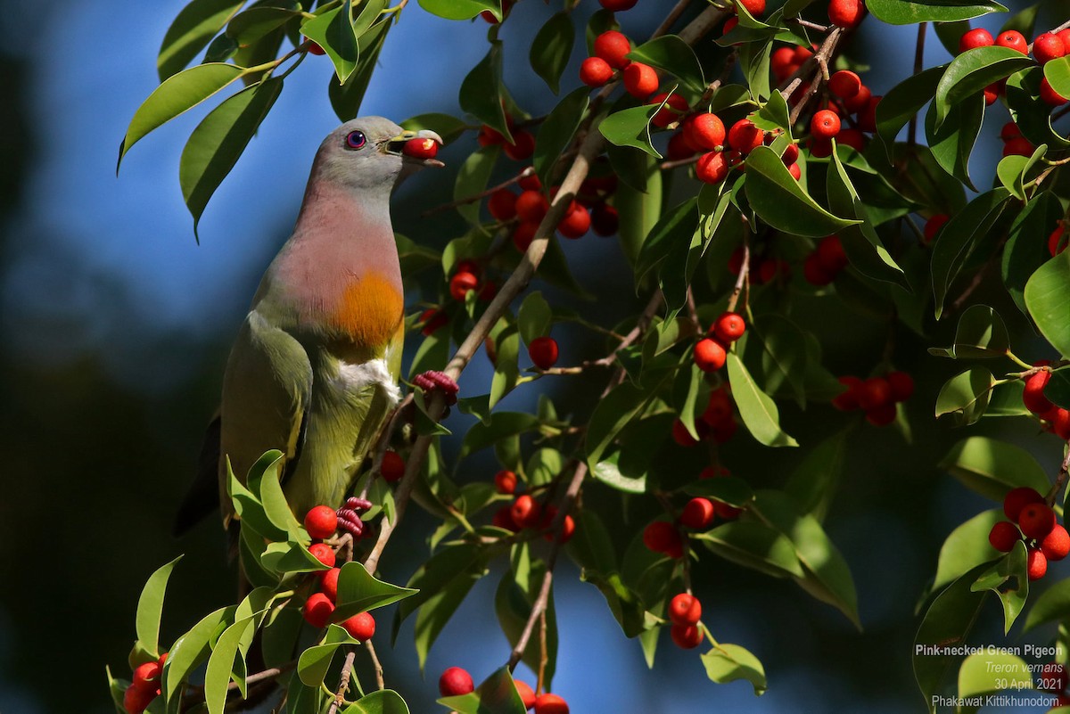 Colombar giouanne - ML644741729