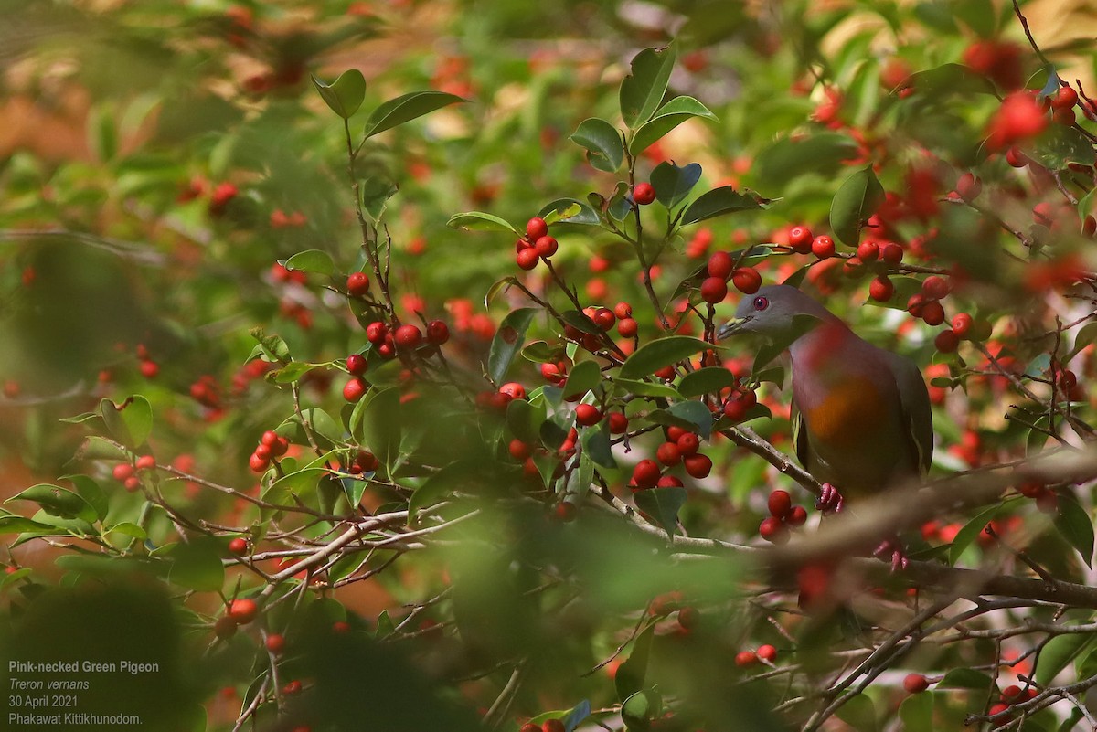 Colombar giouanne - ML644741730