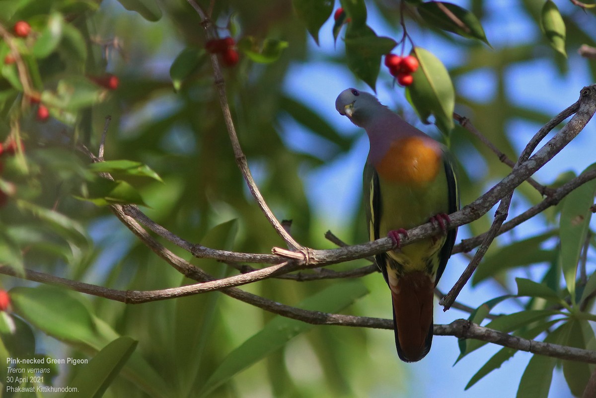 Colombar giouanne - ML644741731
