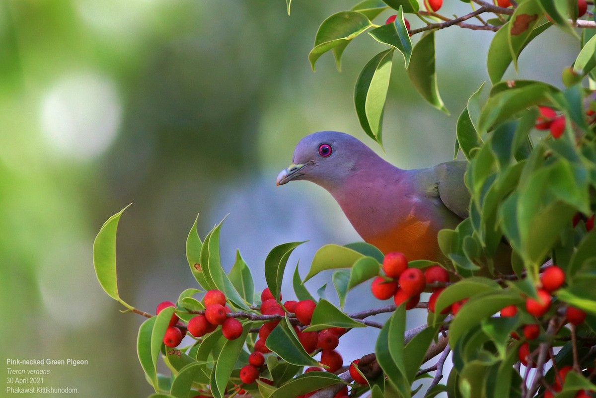 Colombar giouanne - ML644741733