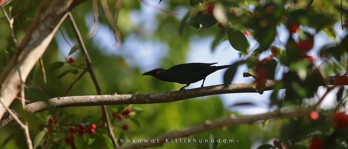 Asian Glossy Starling - ML644741734