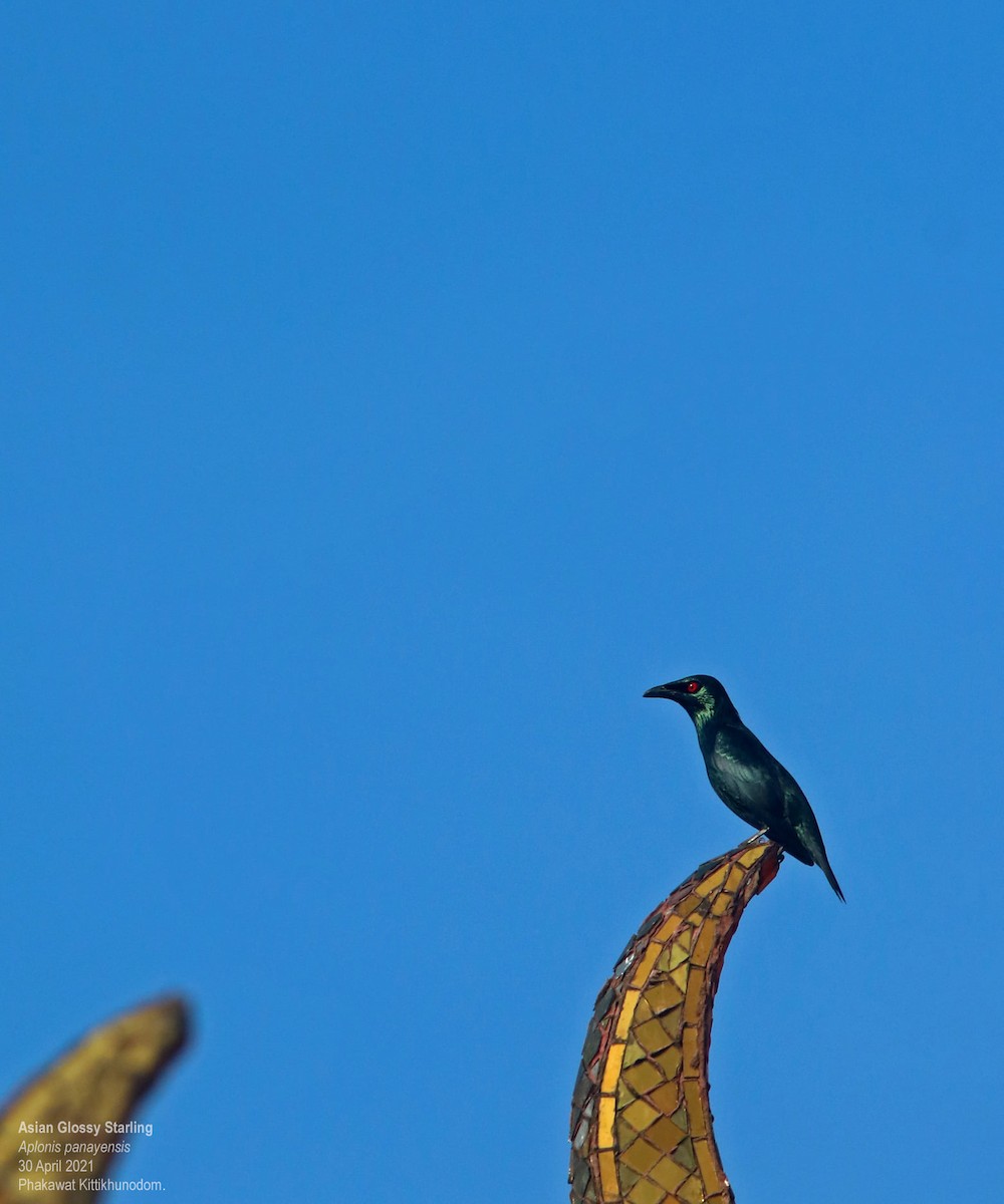 Asian Glossy Starling - ML644741735