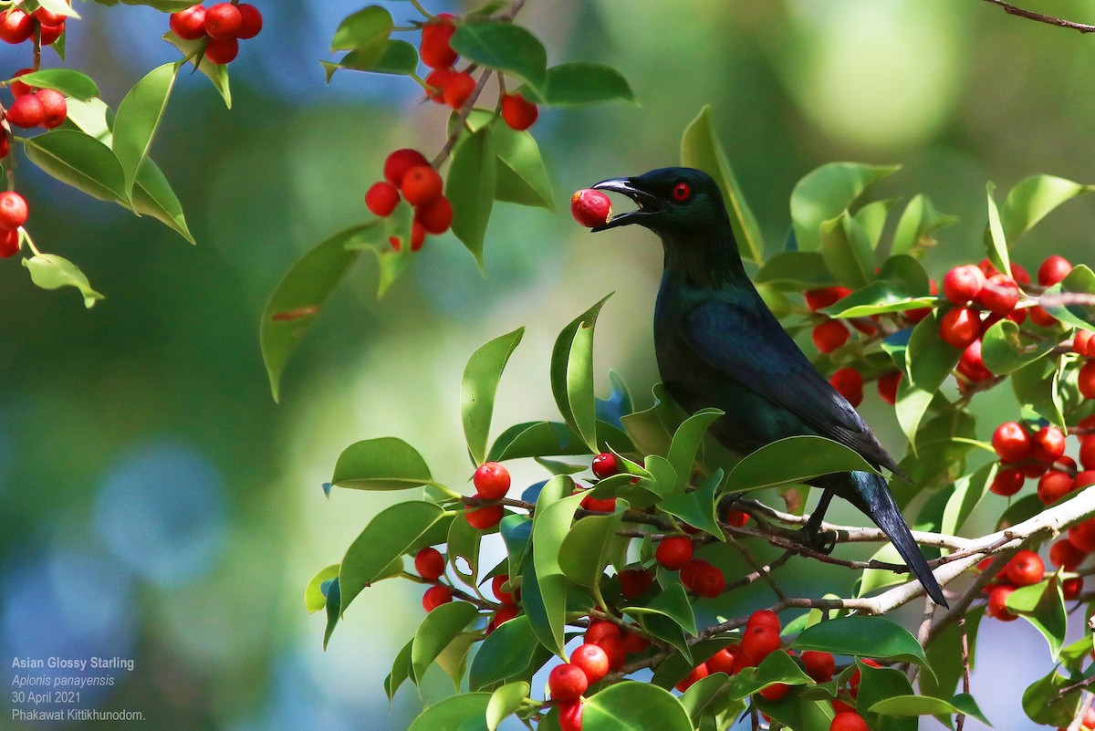 Asian Glossy Starling - ML644741736