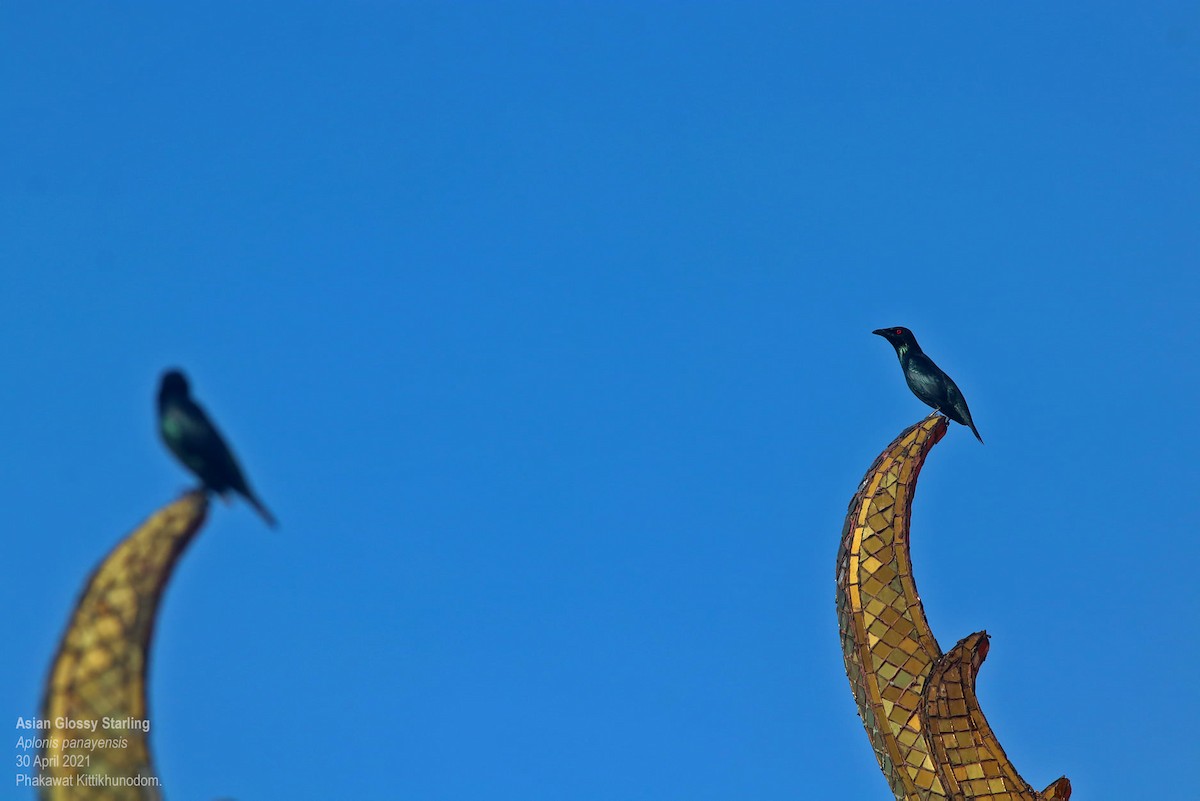 Asian Glossy Starling - ML644741737