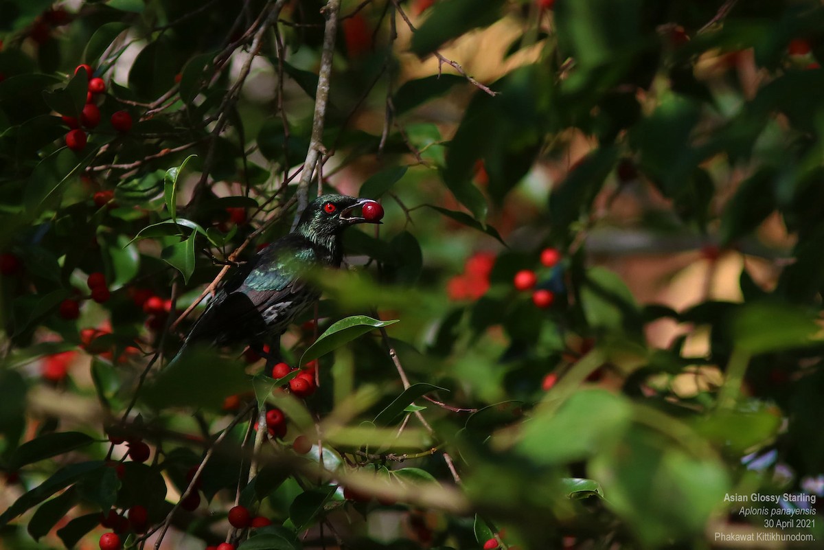 Asian Glossy Starling - ML644741738
