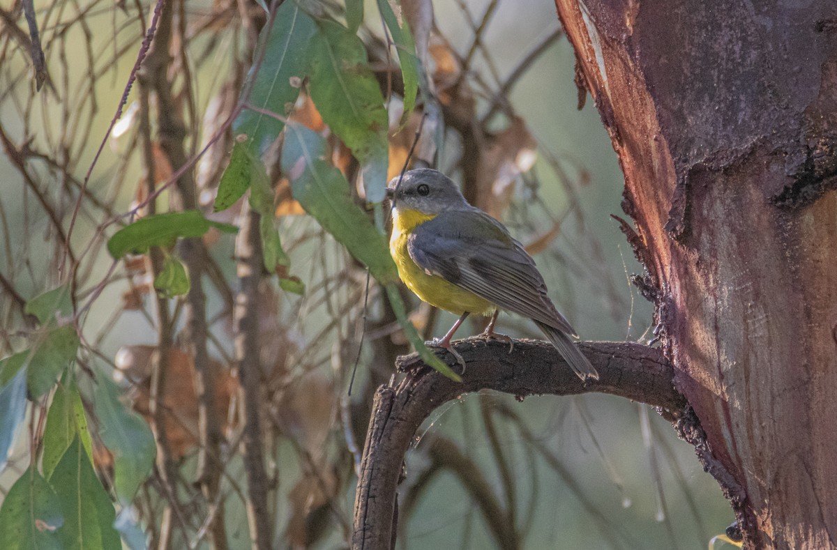 gulbrystflueskvett - ML644741741