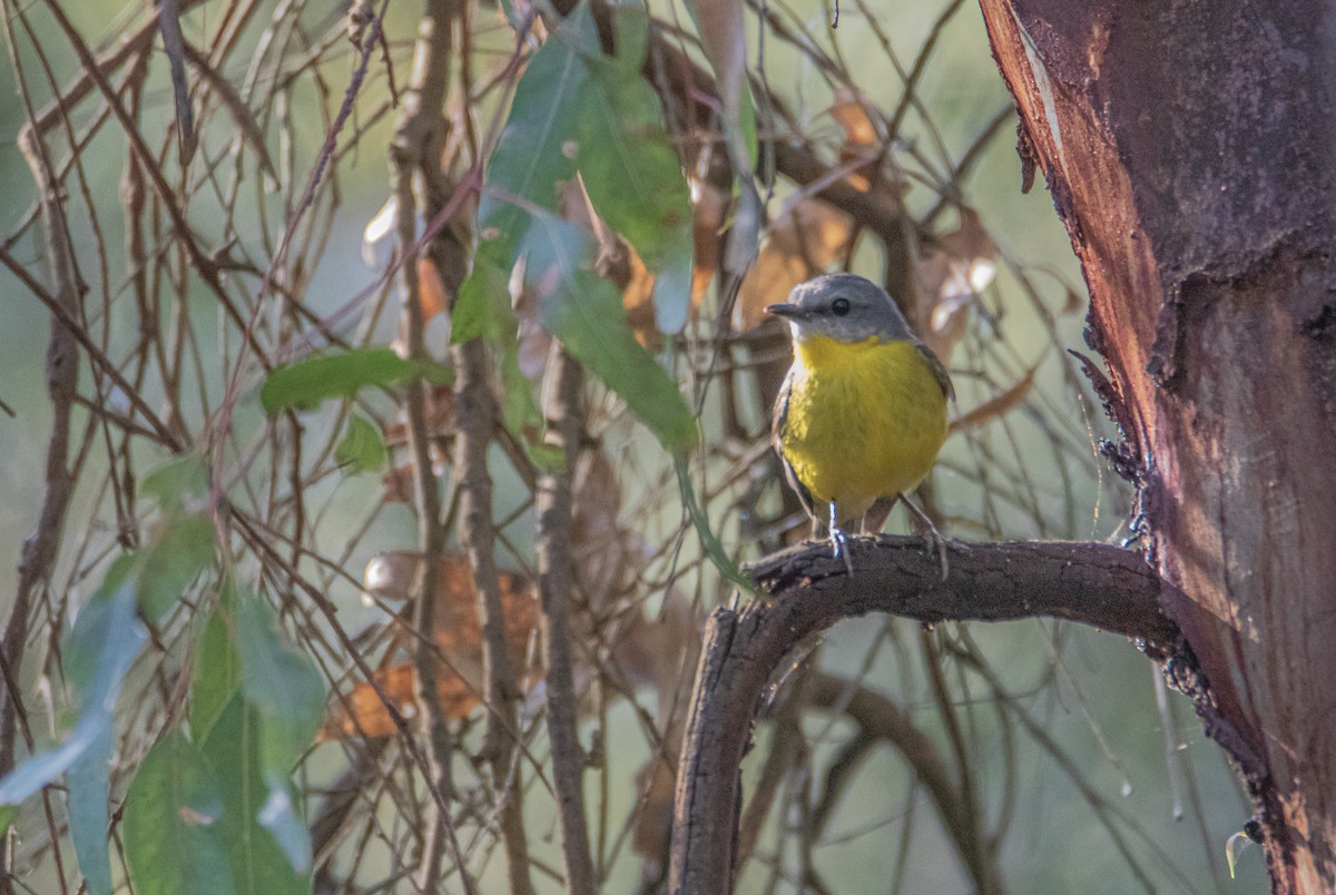 gulbrystflueskvett - ML644741742