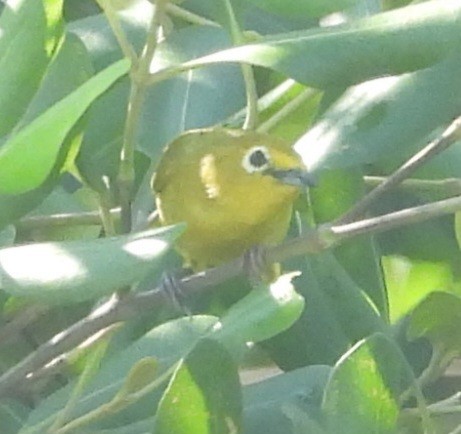 Javan White-eye - ML644741765