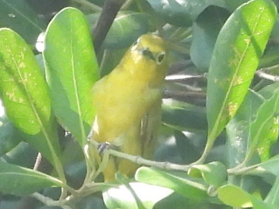 Javan White-eye - ML644741767