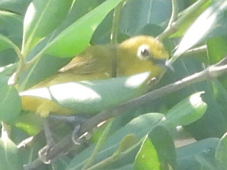Javan White-eye - ML644741768