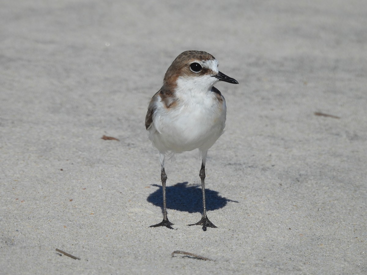 Chorlitejo Capirrojo - ML644741769