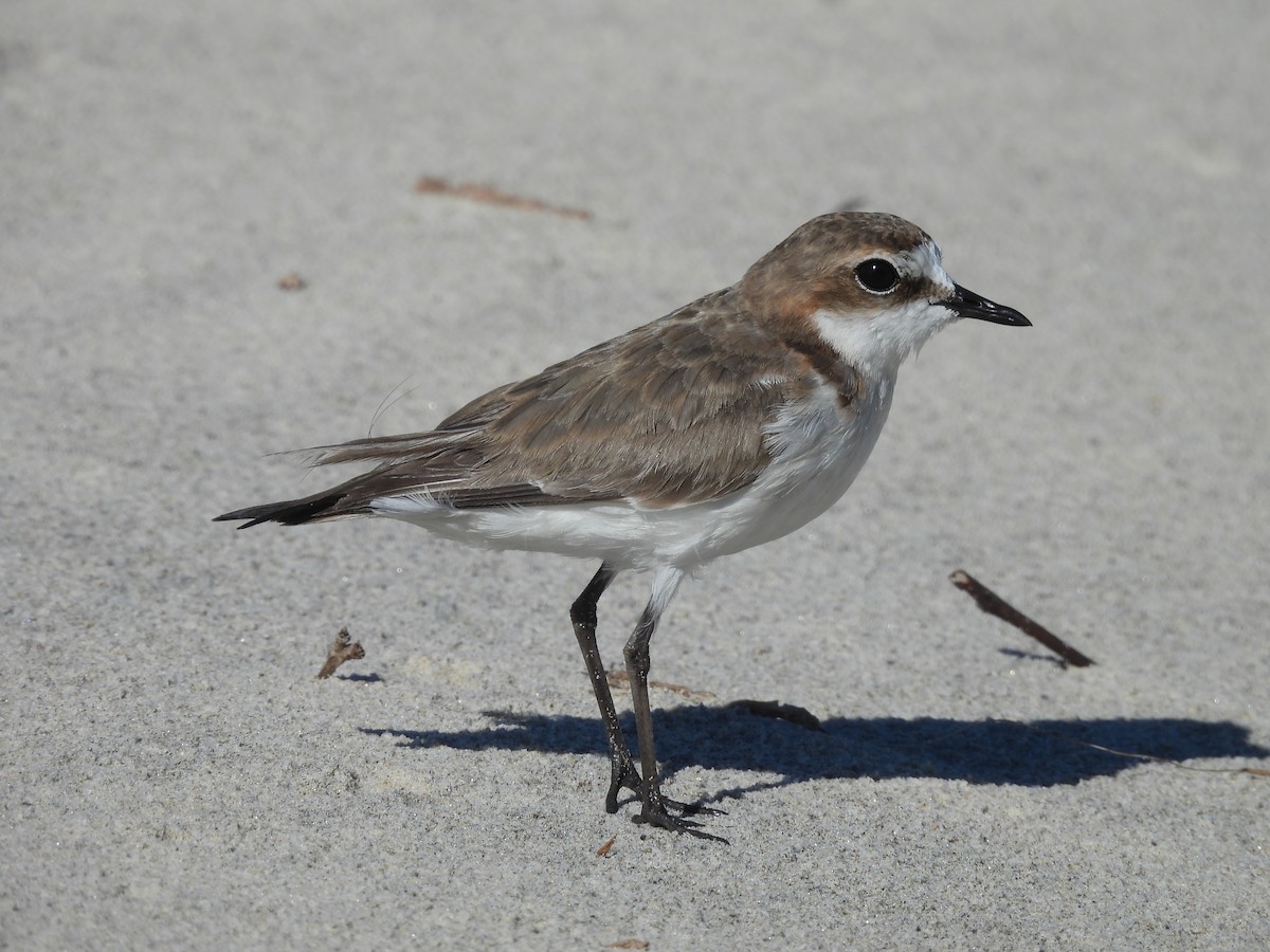 Chorlitejo Capirrojo - ML644741770