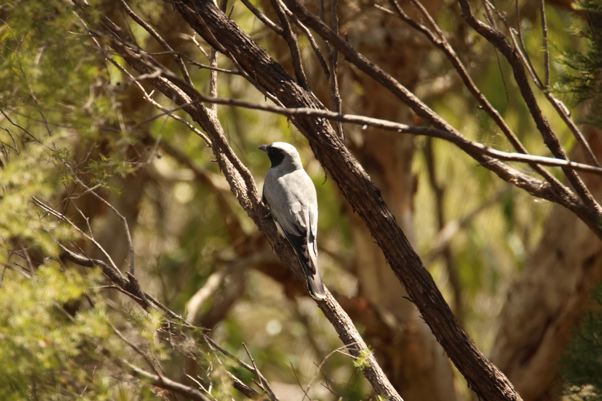 Black-faced Cuckooshrike - ML644741776