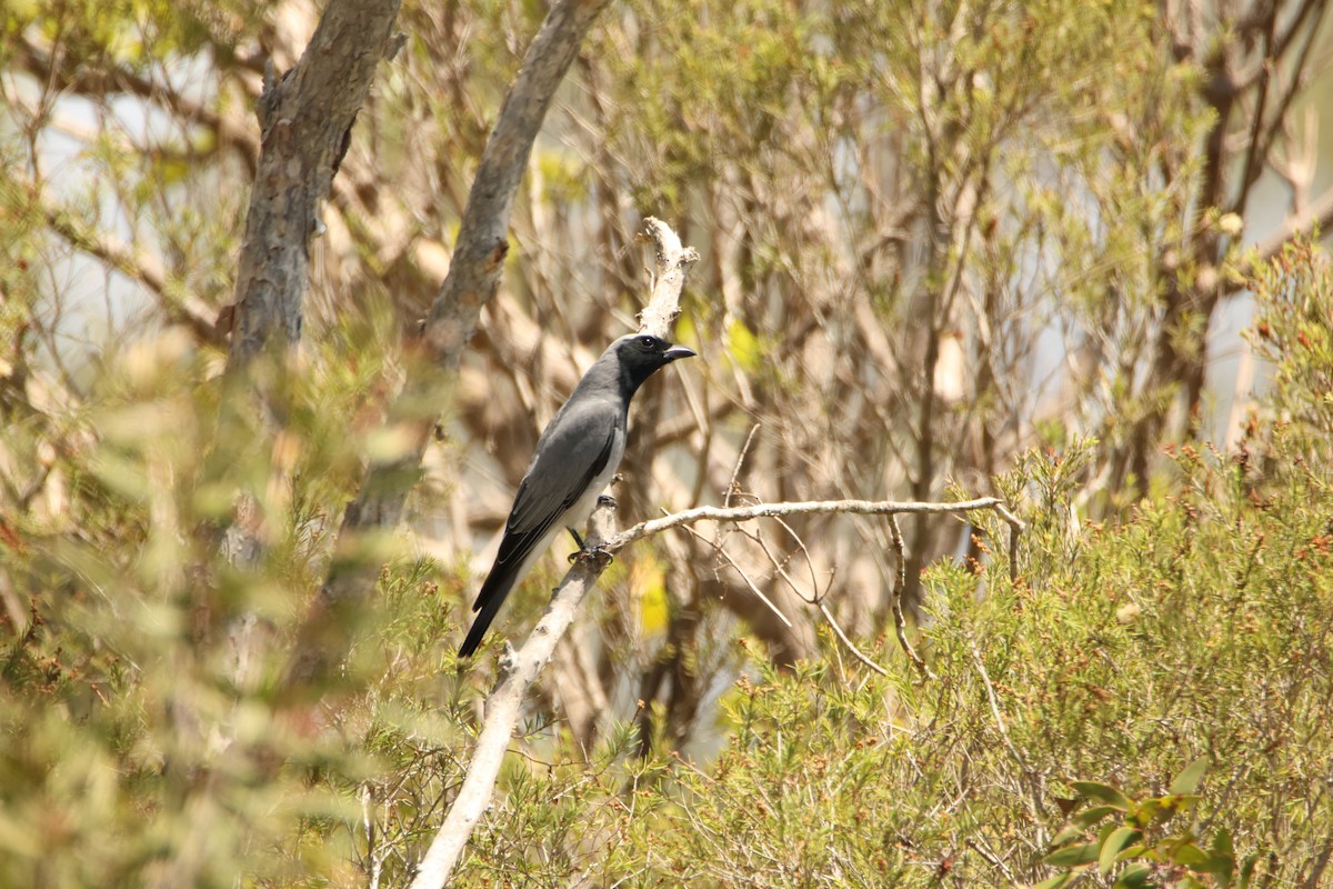 Black-faced Cuckooshrike - ML644741781