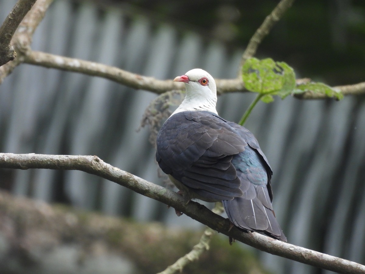 White-headed Pigeon - ML644741788
