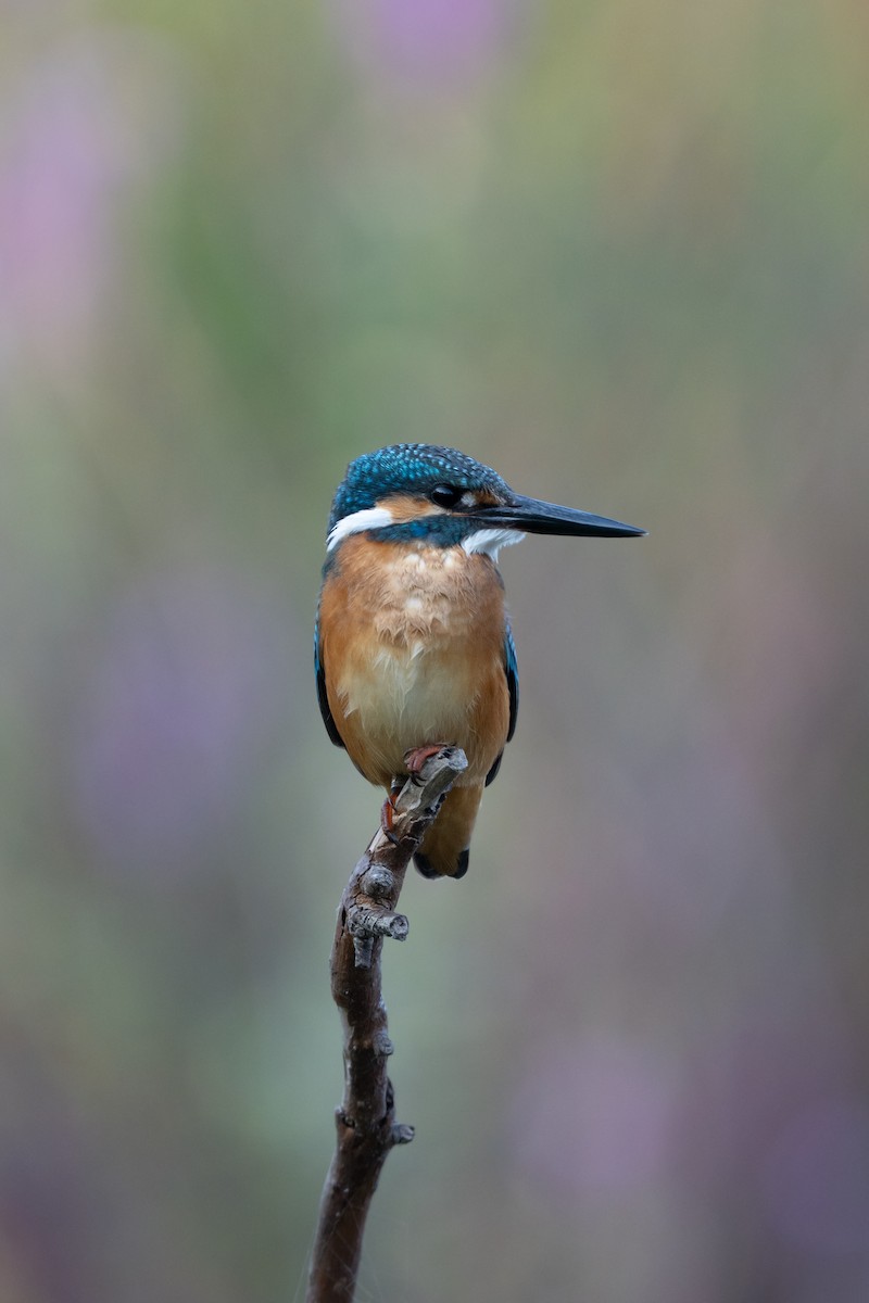 Common Kingfisher - ML644741810